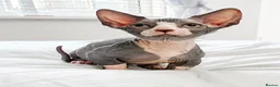 Sphynx cats for sale: Male bambino sphynx  in Cwmbran - Advert 5