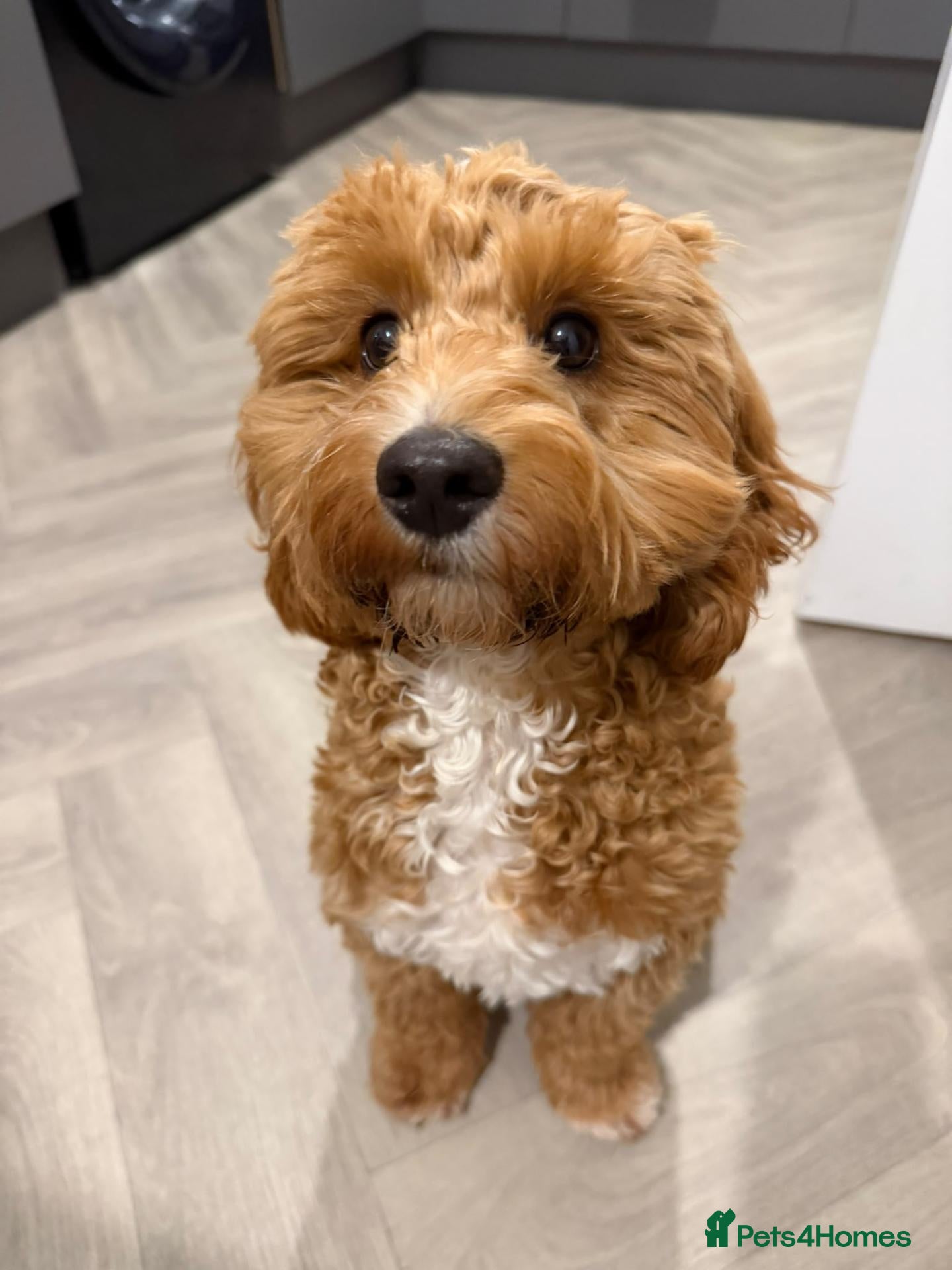 Cockapoo dogs PREGNANCY CONFIRMED - F1 COCKAPOOS - Advert 6