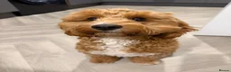 Cockapoo dogs for sale: PREGNANCY CONFIRMED - F1 COCKAPOOS - Advert 1