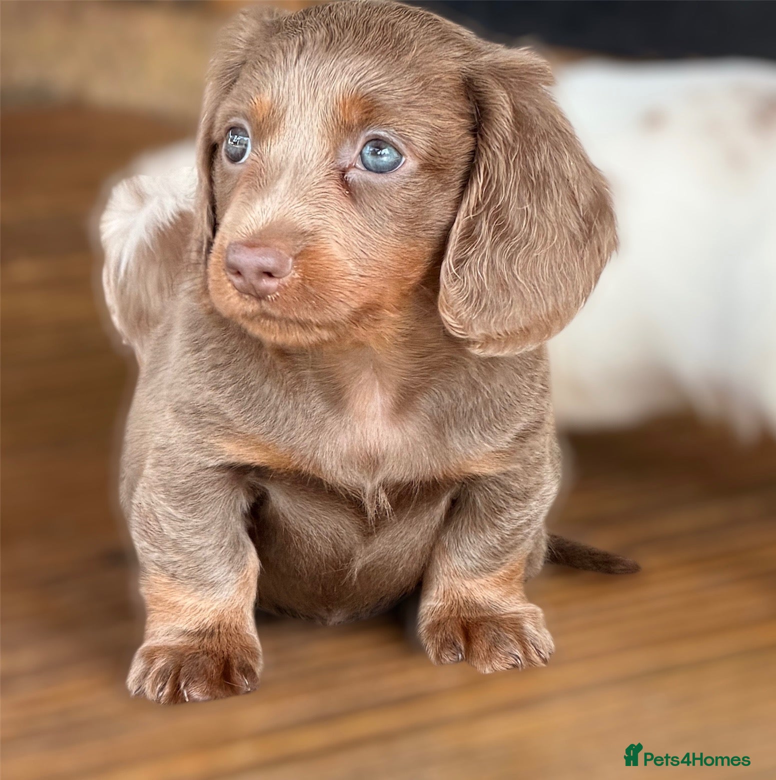 Miniature Dachshund dogs Adorable long haired miniature dachshund  - Advert 5