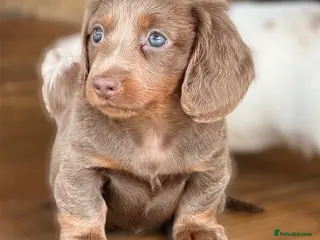 Miniature Dachshund dogs Adorable long haired miniature dachshund - Advert 5