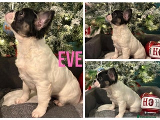 French Bulldog dogs **ReDuCEd** Fluffy frenchie puppy **Ready Now** - Advert 18
