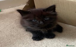 Mixed Breed cats for sale: 6 beautiful kitten for sale - Image 8
