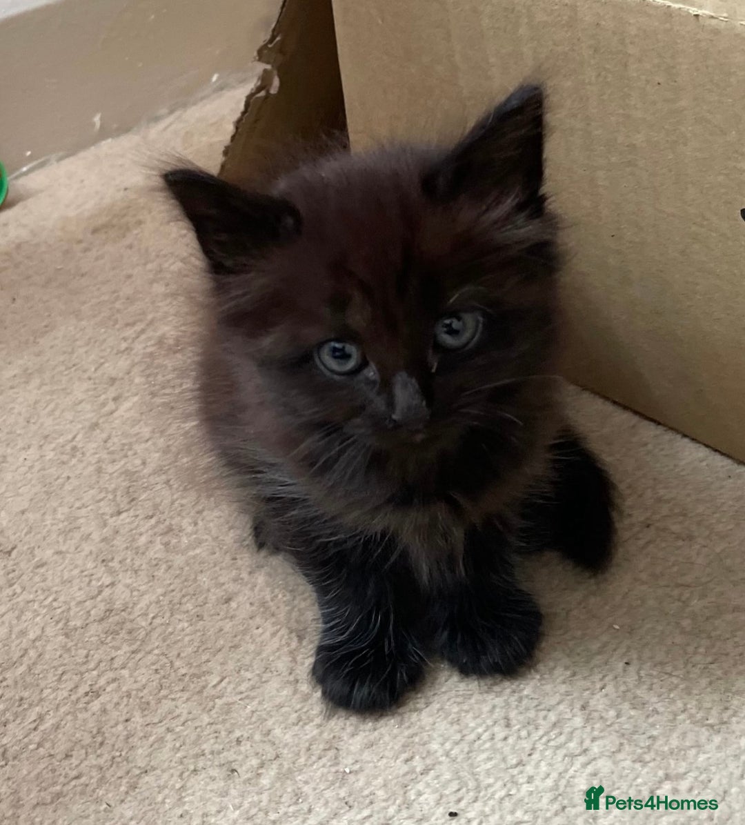 Mixed Breed cats for sale: 6 beautiful kitten for sale - Image 8