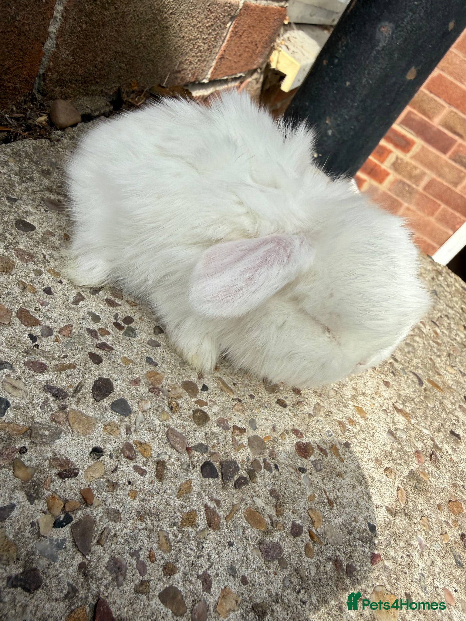 Mini Lop rabbits for sale: Babies for Reservation  - Advert 2