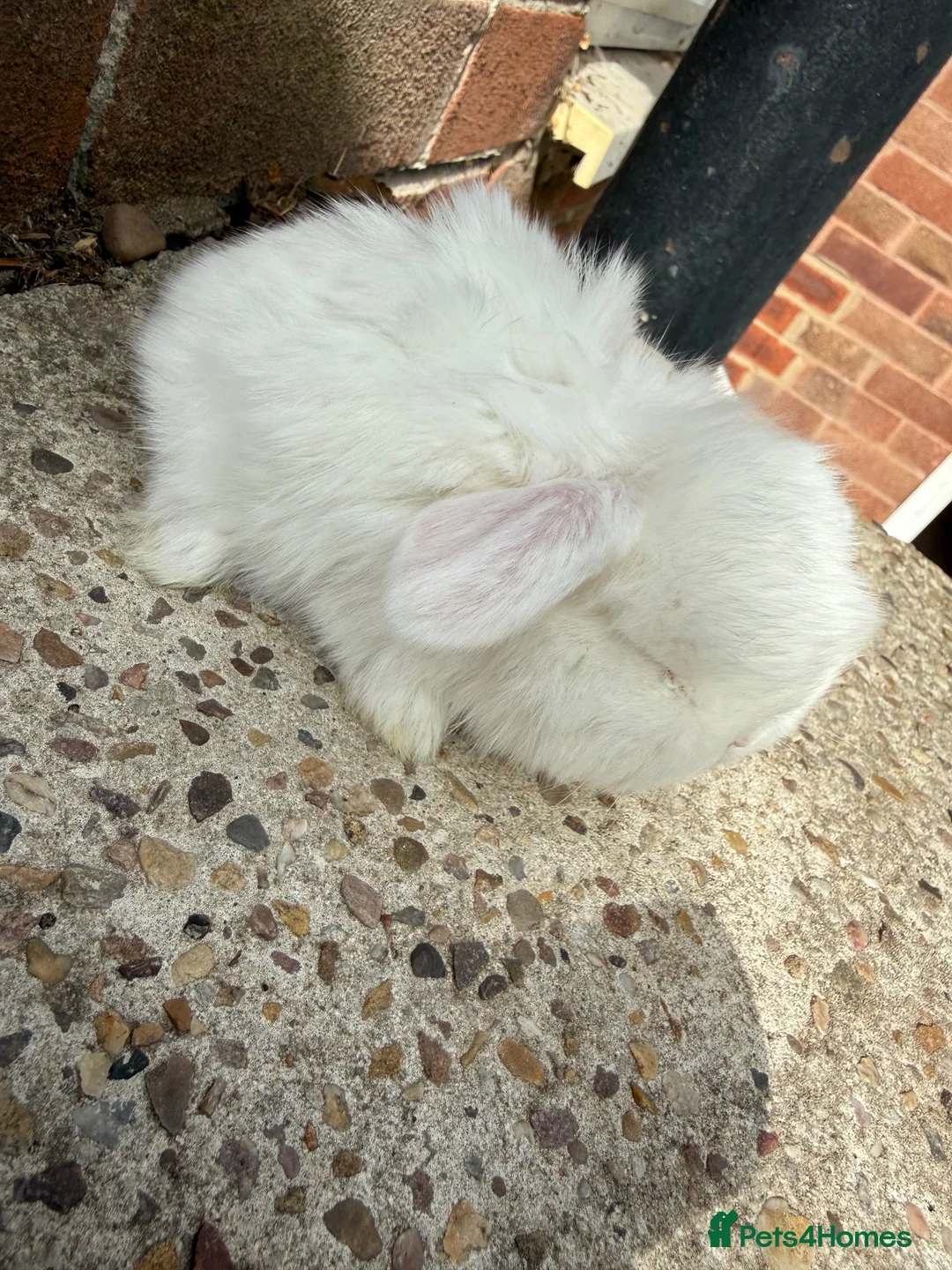 Mini Lop rabbits for sale: Babies for Reservation  - Advert 1