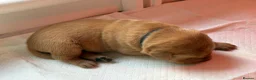 Labrador Retriever dogs for sale: Beautiful Labrador retriever puppies for sale - Advert 14