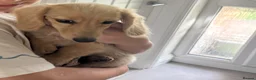 Miniature Dachshund dogs for sale: English Cream longhaired female mini dachshund pup - Advert 3