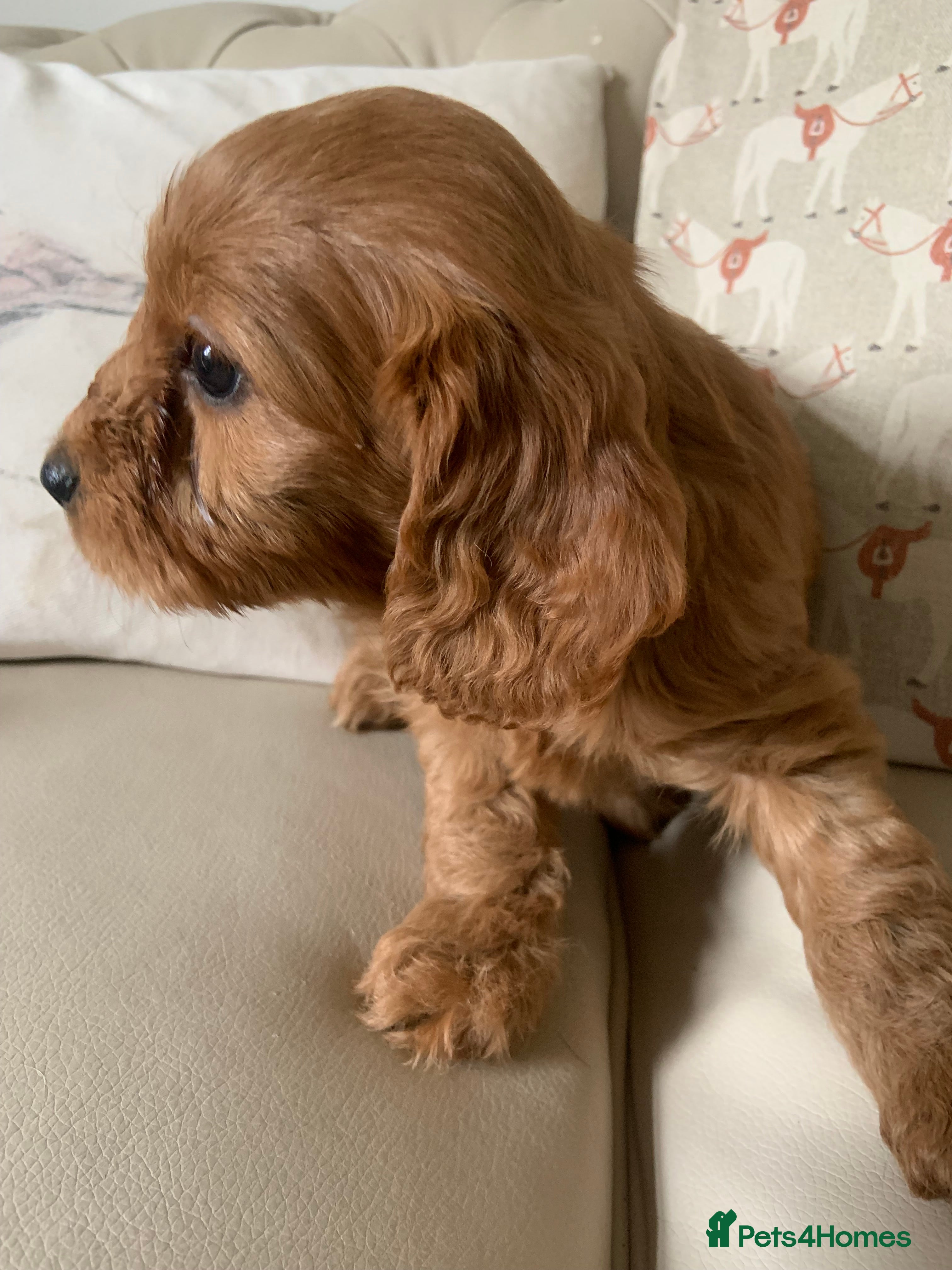 Cockapoo dogs F1 health tested Cockapoo puppies - Advert 16