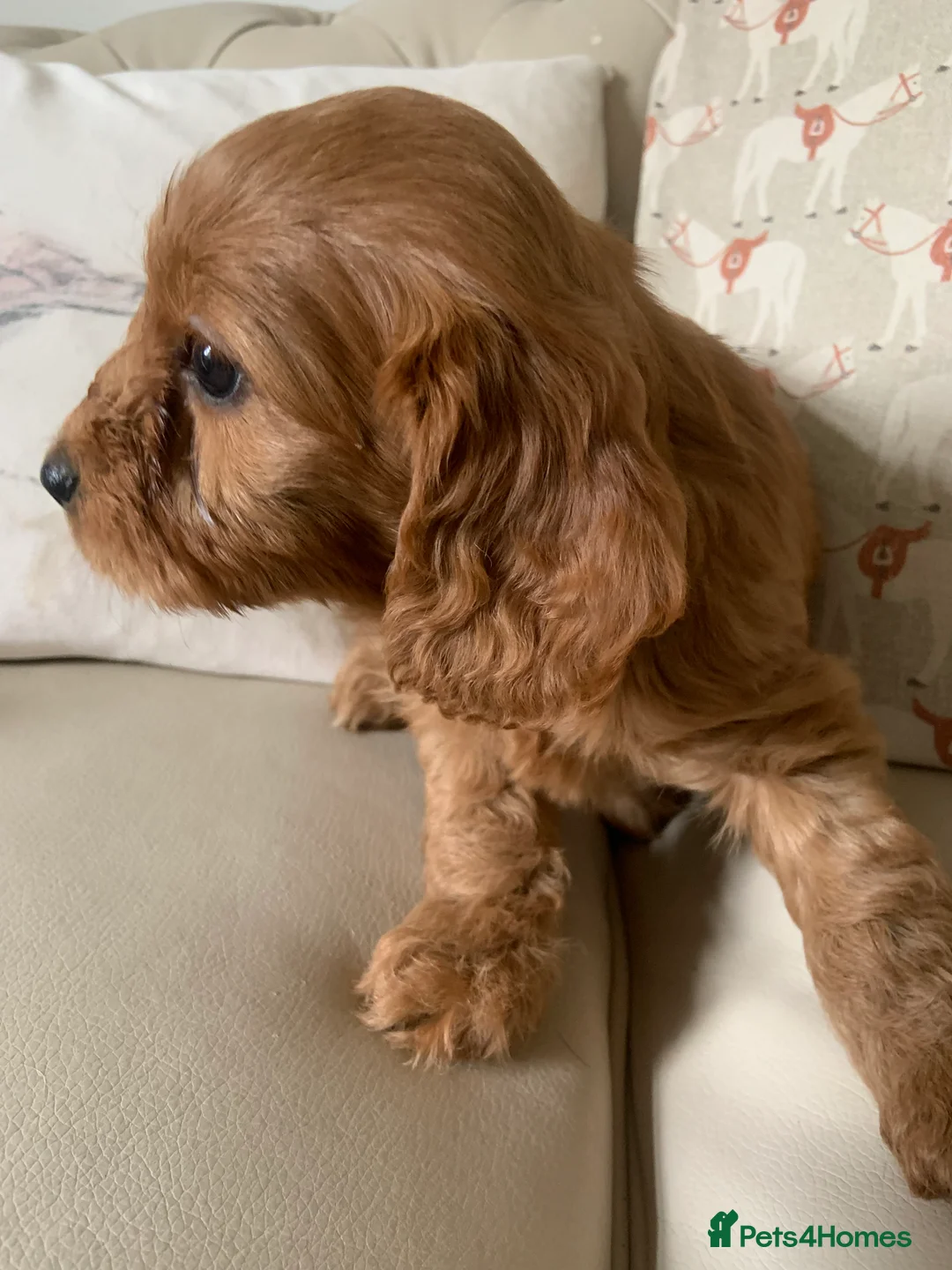 Cockapoo dogs for sale: F1 health tested Cockapoo puppies - Advert 3