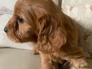 Cockapoo dogs F1 health tested Cockapoo puppies - Advert 16