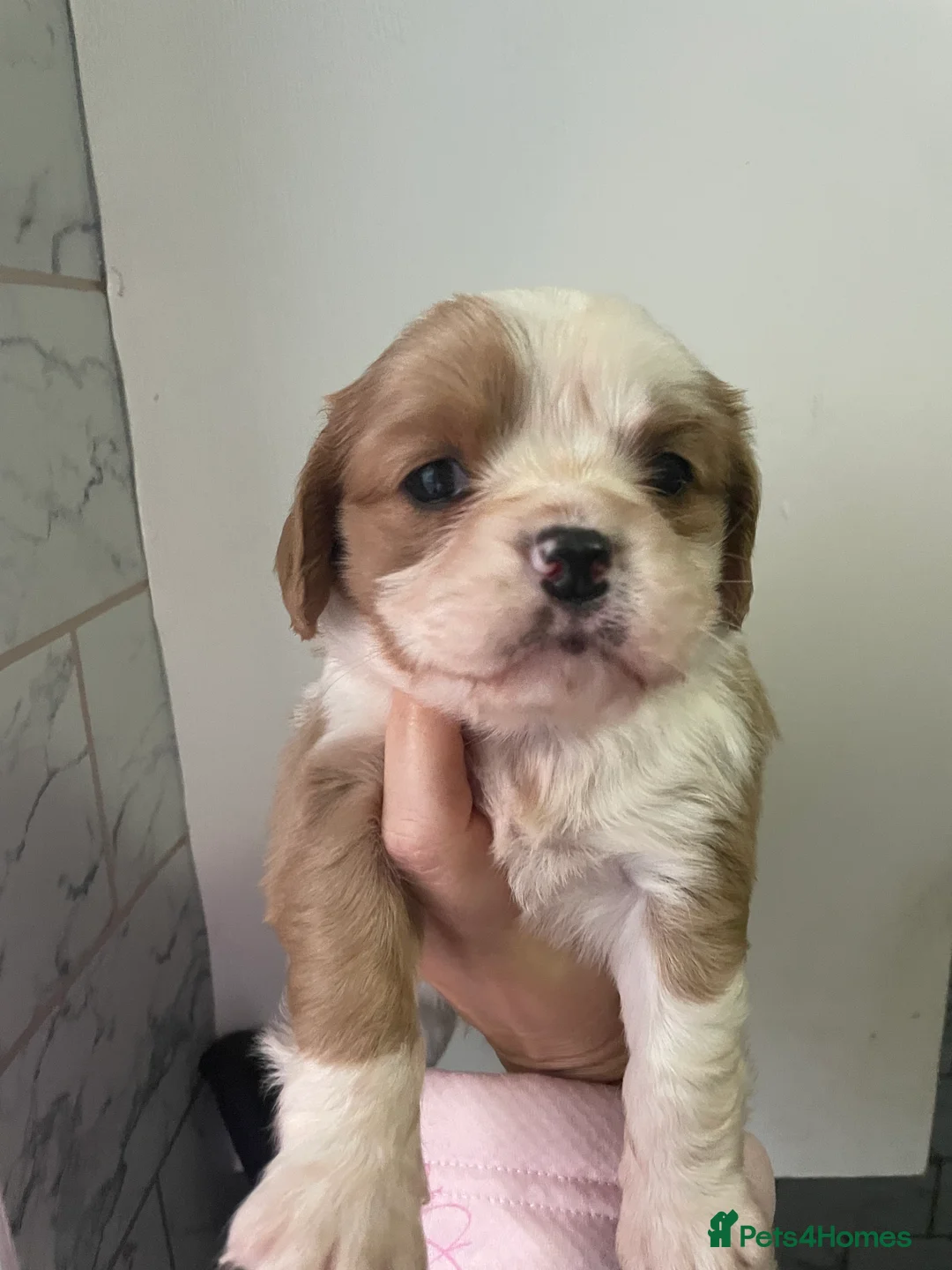 Cavalier King Charles Spaniel dogs for sale: Beautiful Cavalier puppies - Advert 12