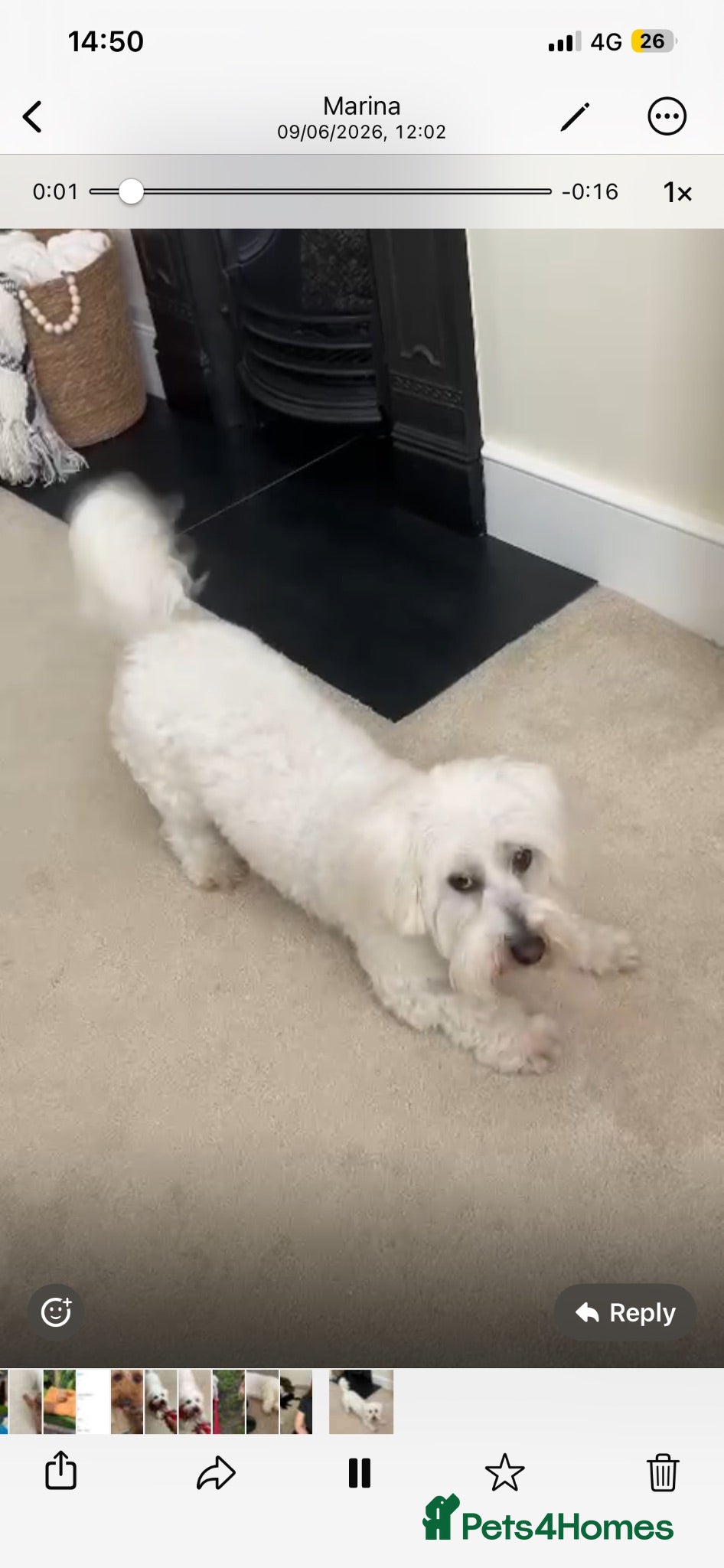 Coton De Tulear dogs Roger the dodger ! Ready for stud!  - Advert 2