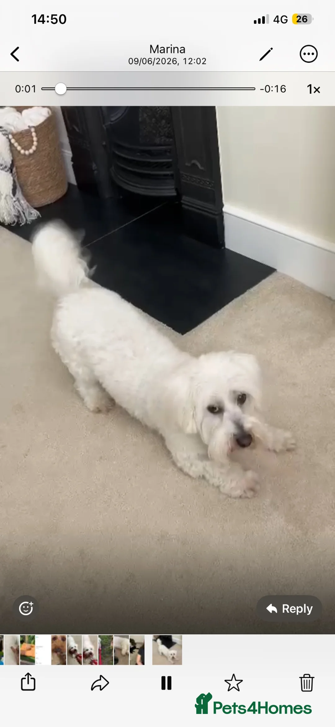 Coton De Tulear dogs for stud: Roger the dodger, available at studs.  - Advert 2
