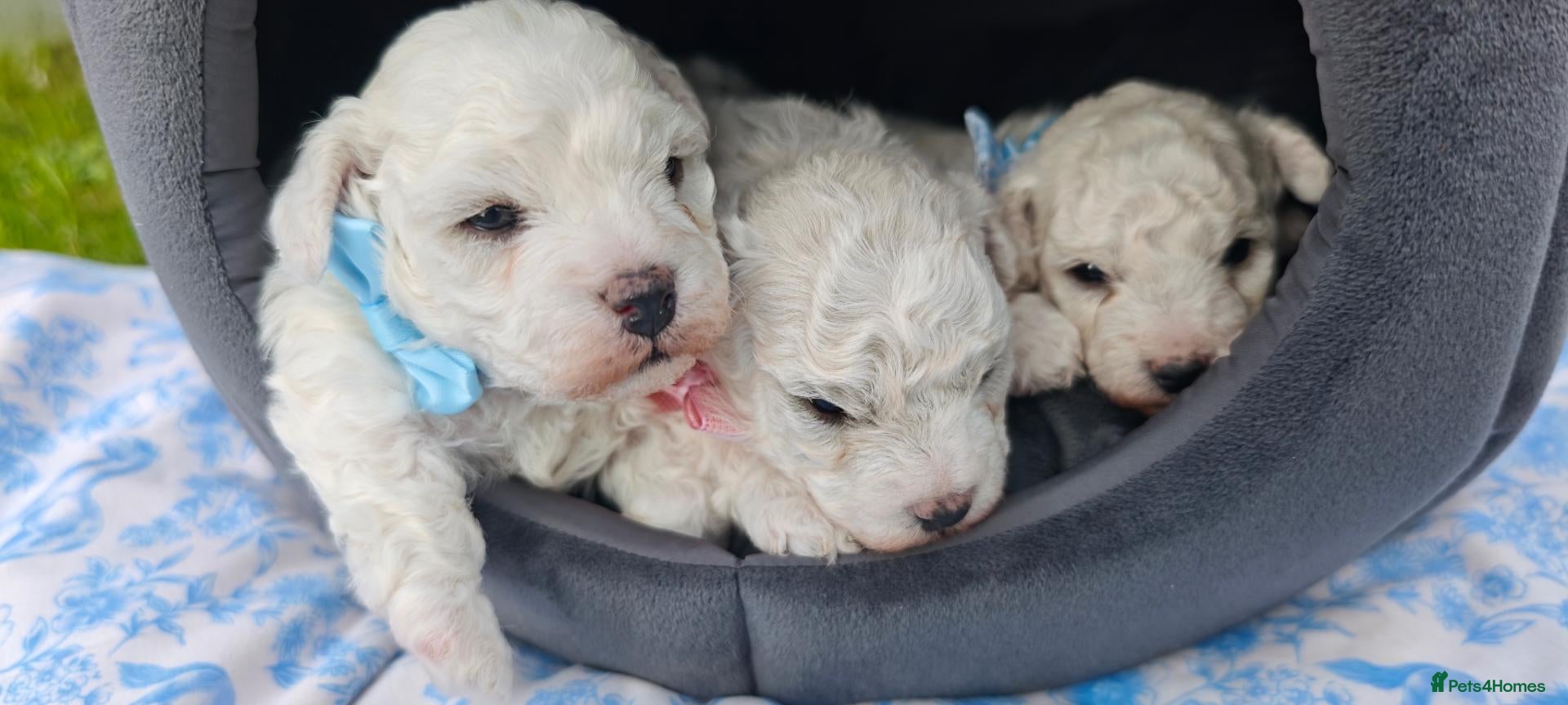 Bichon Frise dogs Sweet Bichon Frise puppies- Champion Bloodline - Advert 3