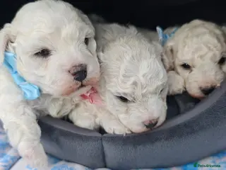 Bichon Frise dogs Sweet Bichon Frise puppies- Champion Bloodline - Advert 5