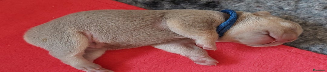 Sulestbulz Magic Midnight