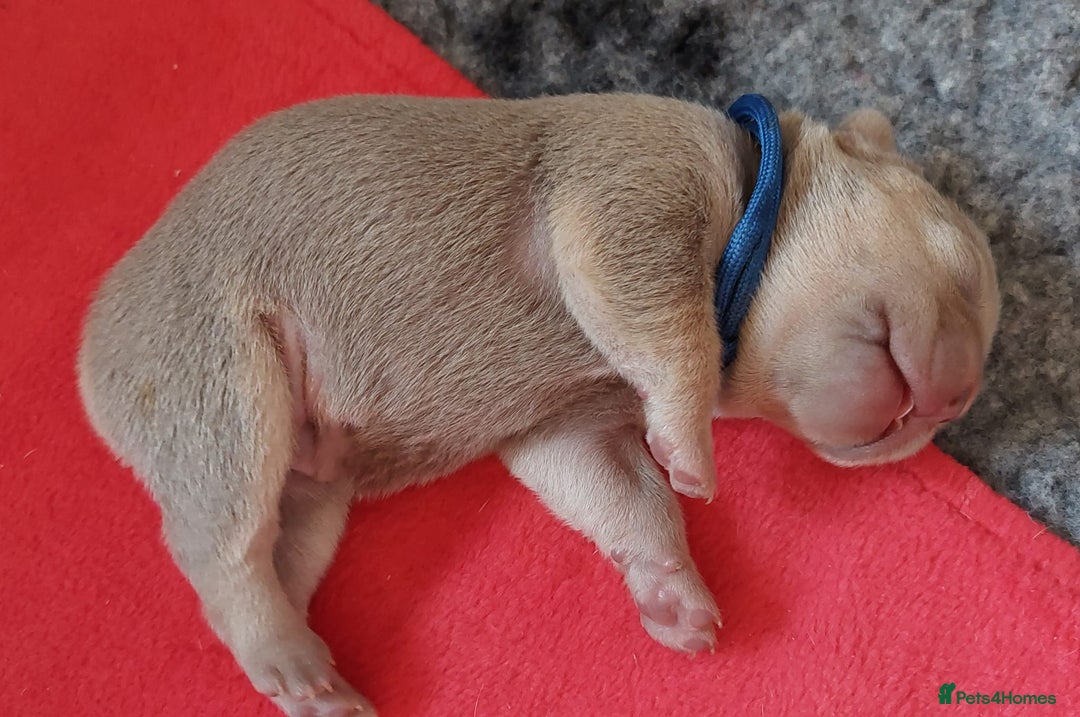 French Bulldog dogs for sale: KC Registered French Bulldog Puppies - Image 6