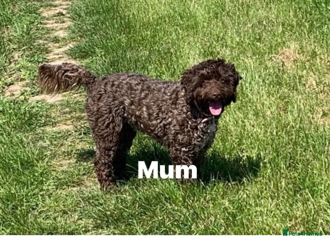 Cockapoo dogs for sale: Beautiful F1B cockapoo puppies  in Rochford - Advert 14