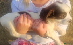 Cocker Spaniel dogs for sale: Cocker pups  - Image 5