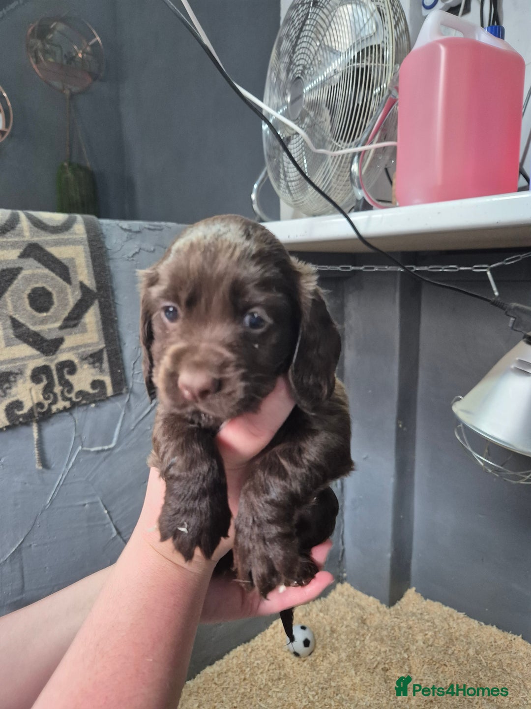 Cocker Spaniel dogs for sale: Cocker spaniel  - Image 2