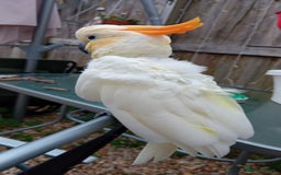 Cockatoo birds for sale: Citreon  crested cockatoo  - Image 2