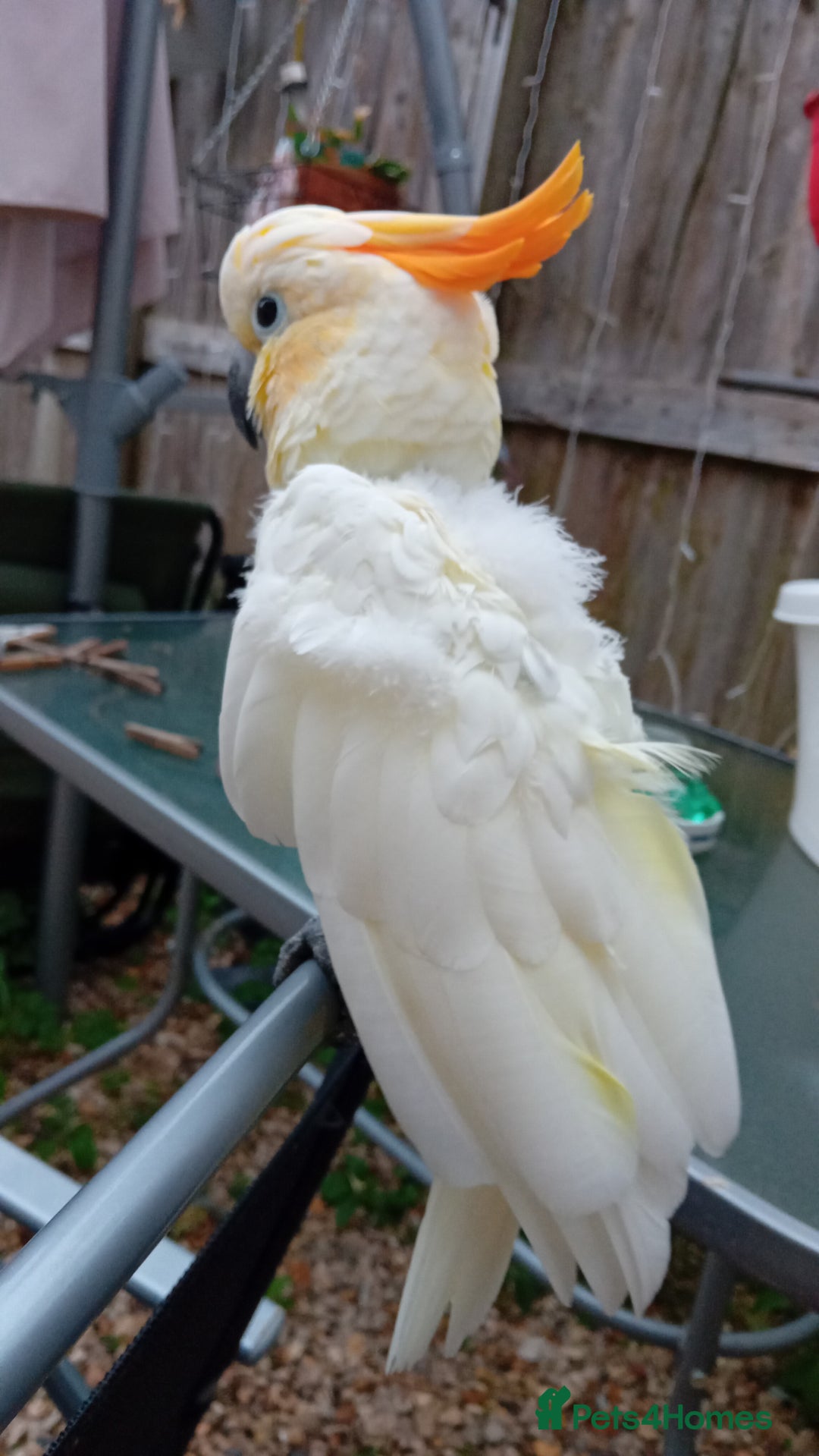 Cockatoo birds for sale: Citreon  crested cockatoo  - Image 2