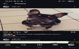 French Bulldog dogs for sale: Rehoming Ralph  - Image 2