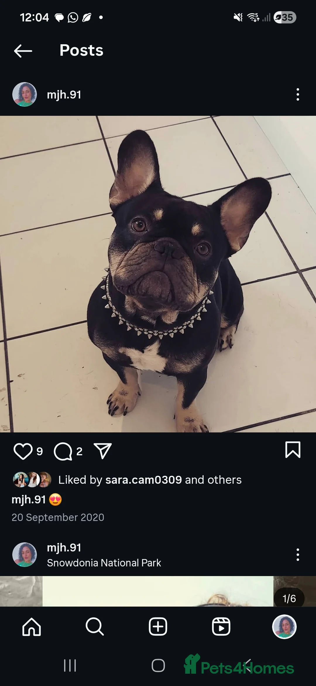 French Bulldog dogs for sale: Rehoming Ralph  - Advert 2
