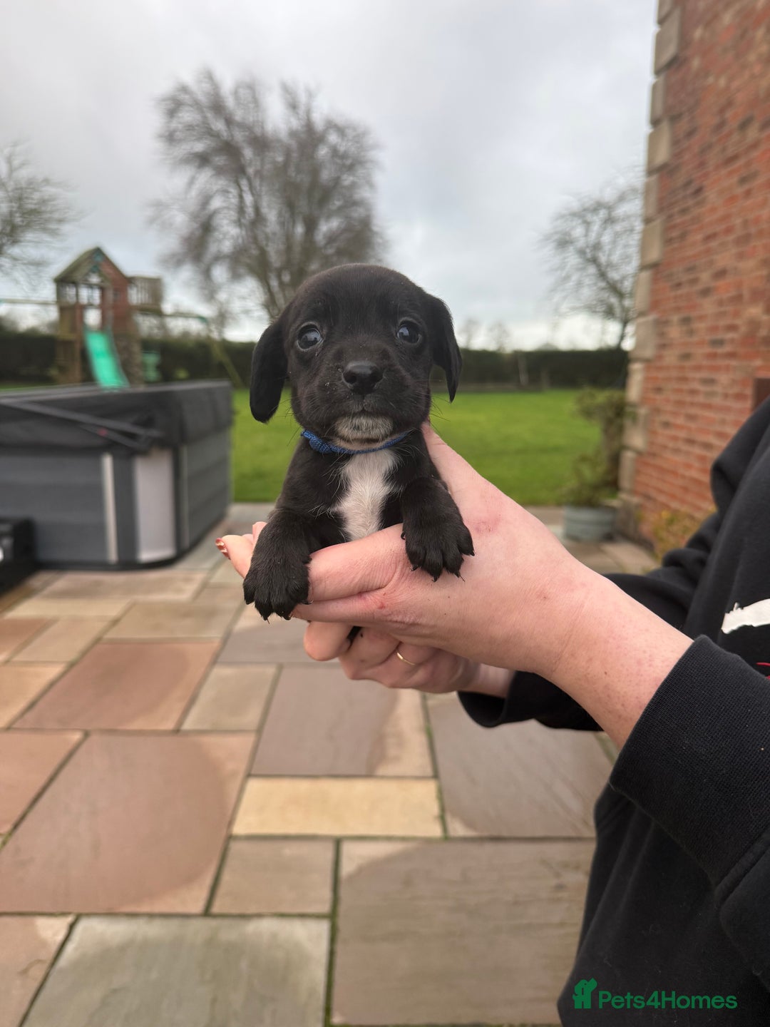 Mixed Breed dogs for sale: COCKER SPANIEL X PATERDALE TERRIER - Advert 2