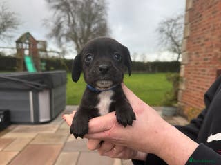 Mixed Breed dogs COCKER SPANIEL X PATERDALE TERRIER - Advert 6