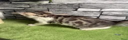 Bengal cats for sale: 5 beautiful girl bengal cross breed 🩷 - Advert 28