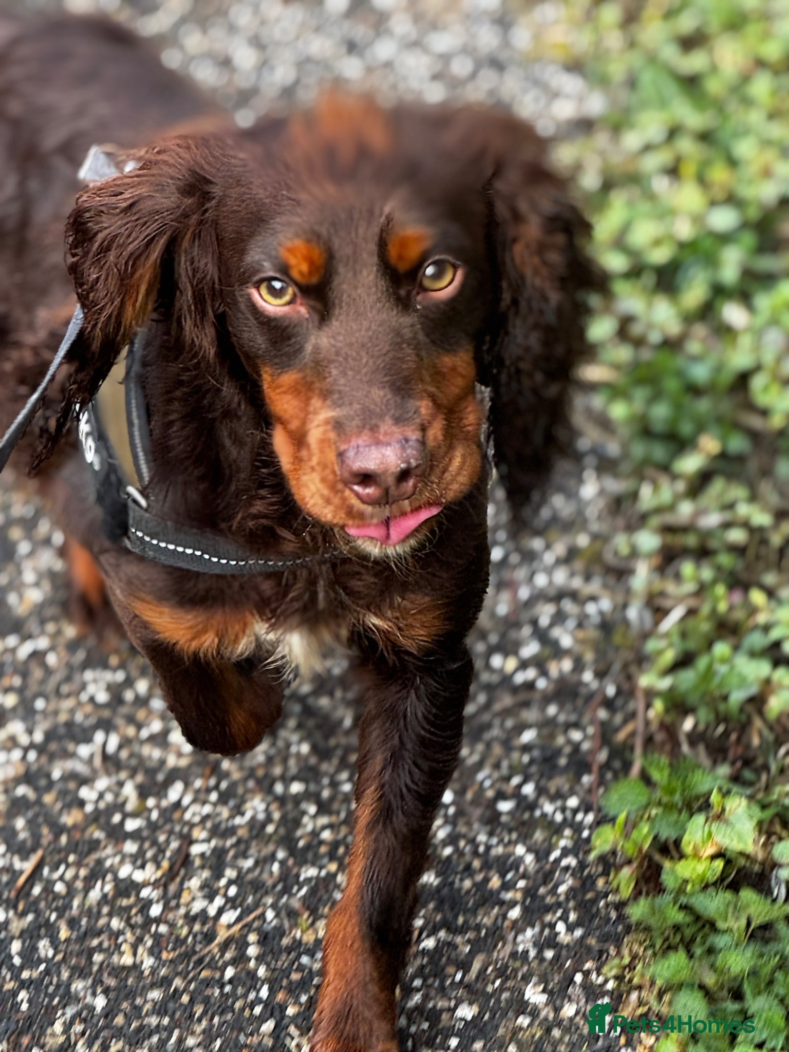 Cocker Spaniel dogs KC Working Cocker Stud – Temperament to Die For - Advert 6