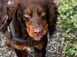 Cocker Spaniel dogs KC Working Cocker Stud – Temperament to Die For - Advert 6
