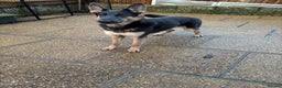 German Shepherd dogs for sale: Kc reg blue & tan health tested german shepherd  - Advert 4