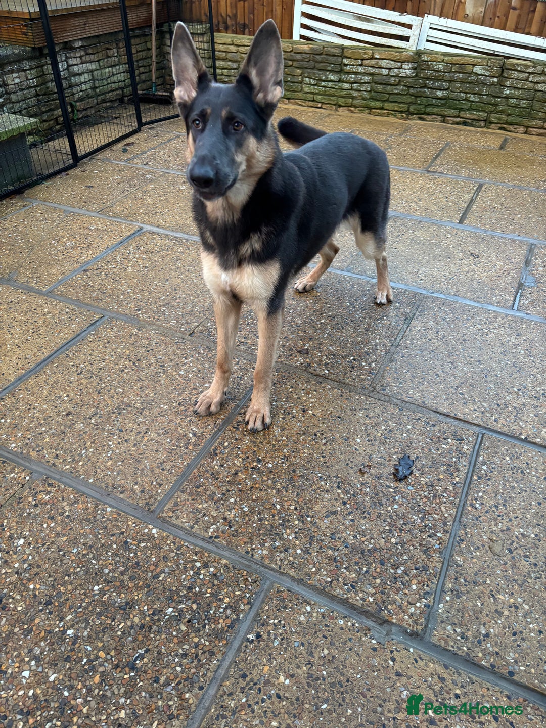 German Shepherd dogs for sale: Kc reg blue & tan health tested german shepherd  - Advert 4