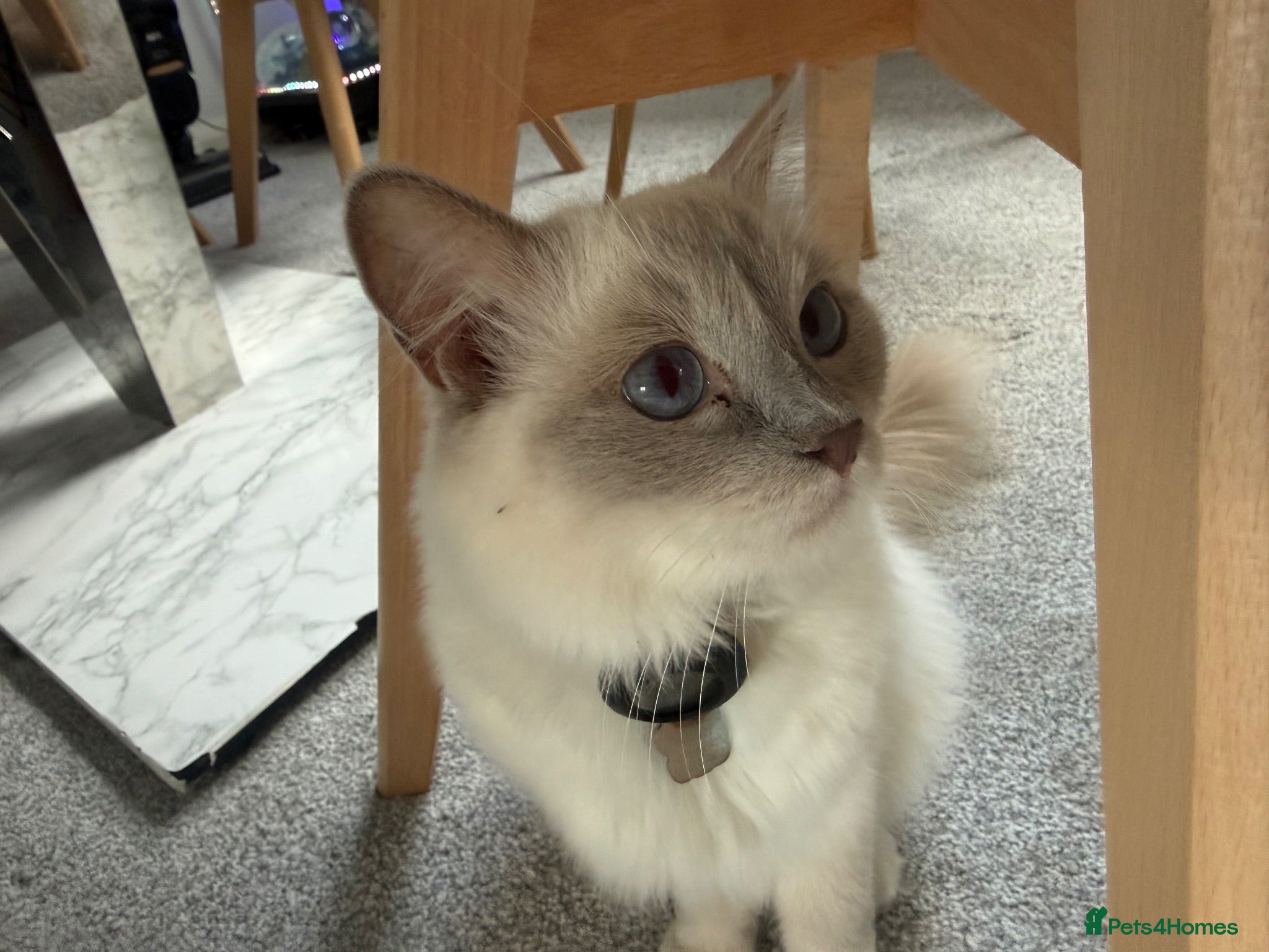 Ragdoll cats 2 stunning ragdoll kittens and 2 ragdoll x bengal  - Advert 6