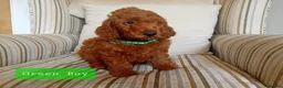Mini Goldendoodle dogs for sale: Stunning Goldendoodle Puppies - Advert 11