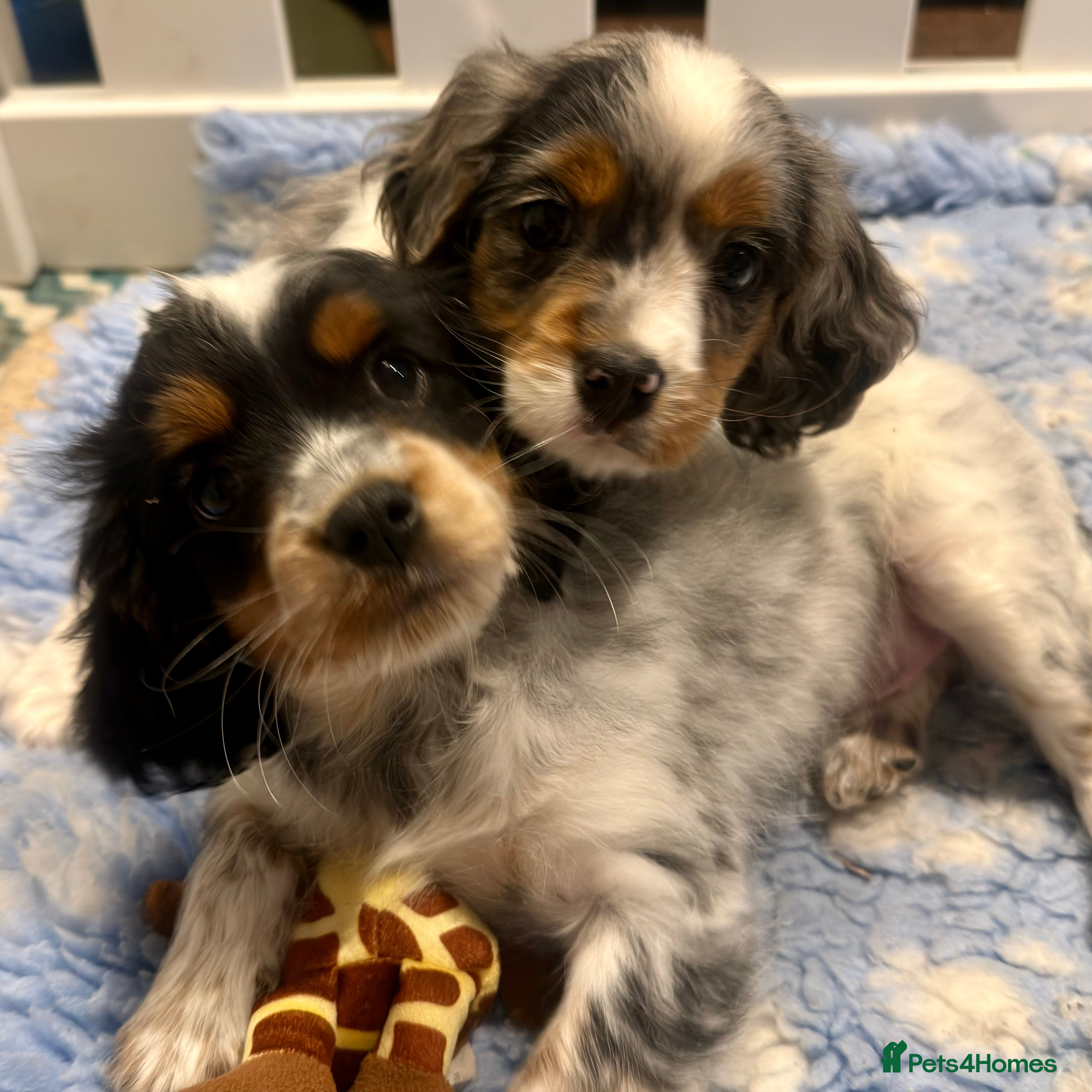 Cavapoo dogs Gorgeous Rainbow Cavapoos 🌈 - Advert 12