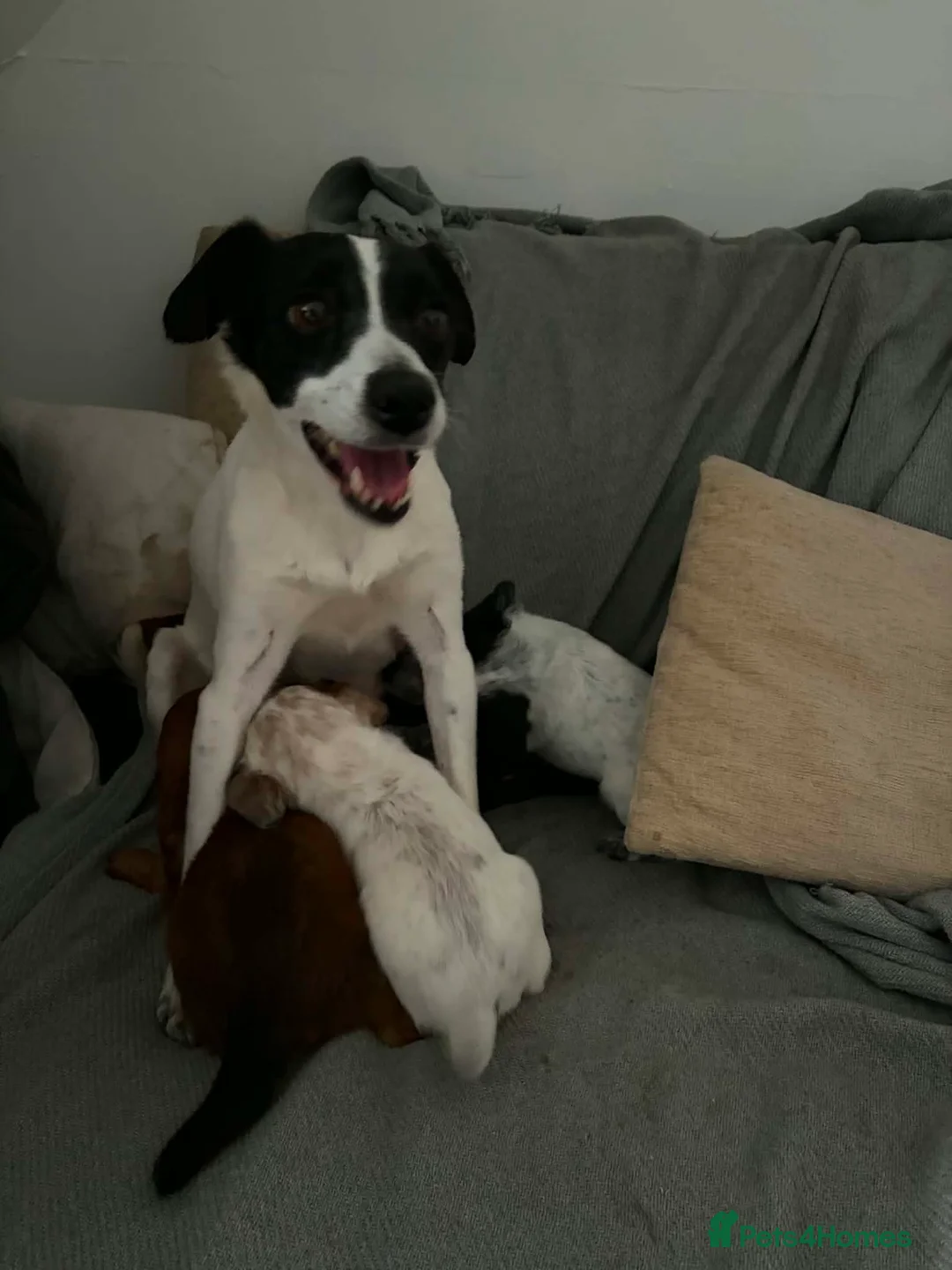 Mixed Breed dogs for sale: Patterdale x cocker spaniel pups  in Worksop - Advert 10