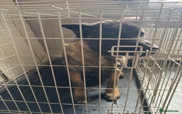 Akita dogs for sale: 1 year old american akita puppy - Image 1