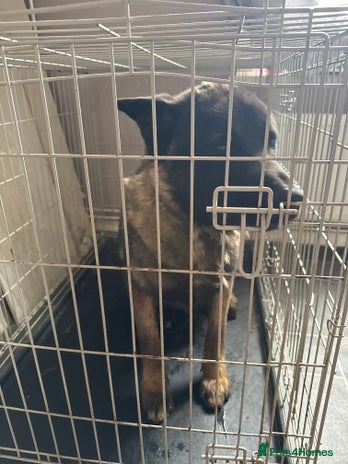 Akita dogs - Advert 1