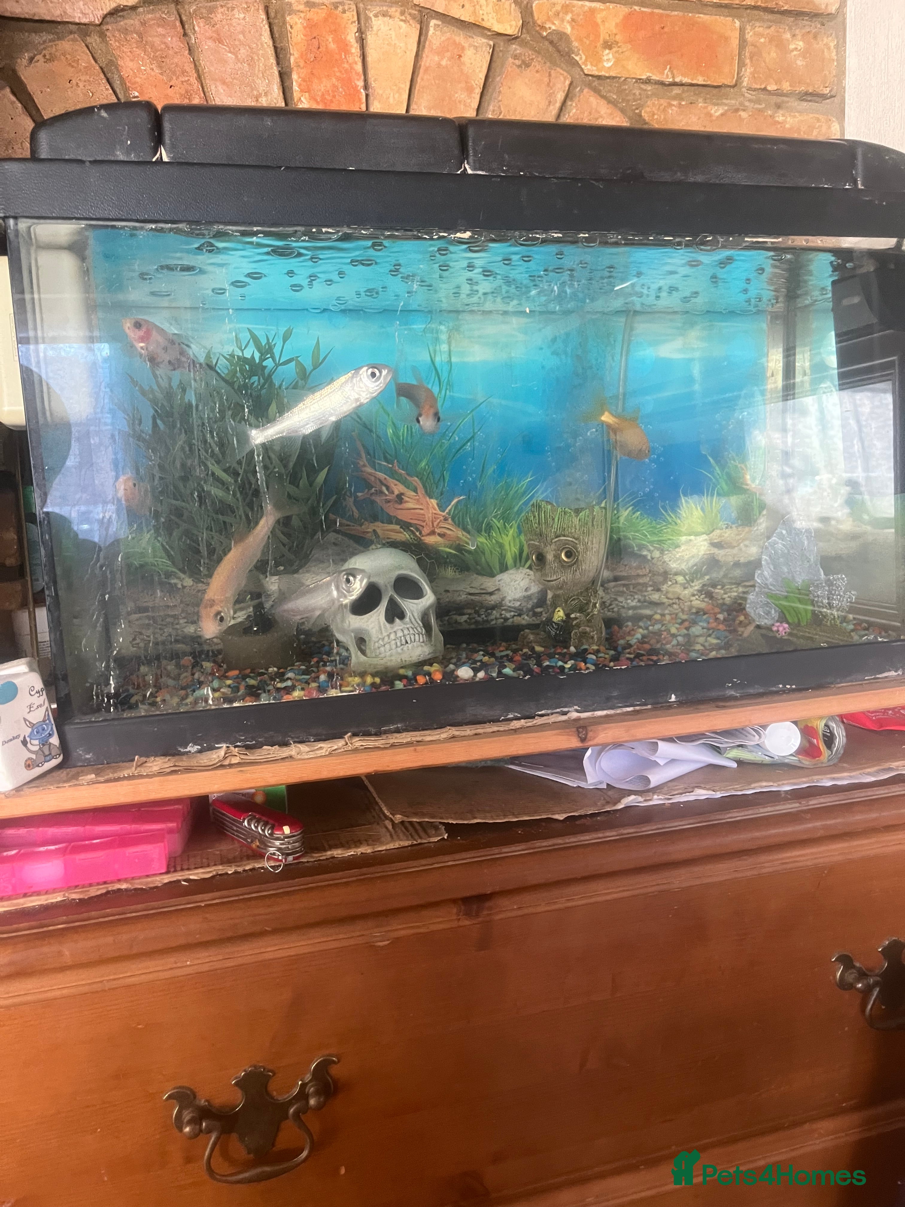 Other/Mixed Breed fish Fish tank plus fish etc - Advert 2
