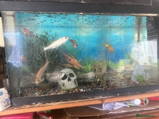 Other/Mixed Breed fish Fish tank plus fish etc - Advert 2