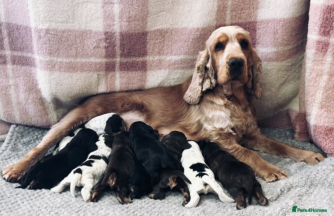 Cocker Spaniel dogs for stud: Chocolate and tan cocker stud  - Advert 6