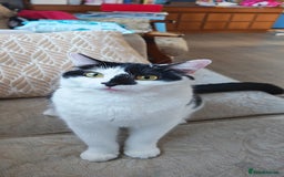 Domestic Shorthair cats for sale: Cat looking for new home - Image 10