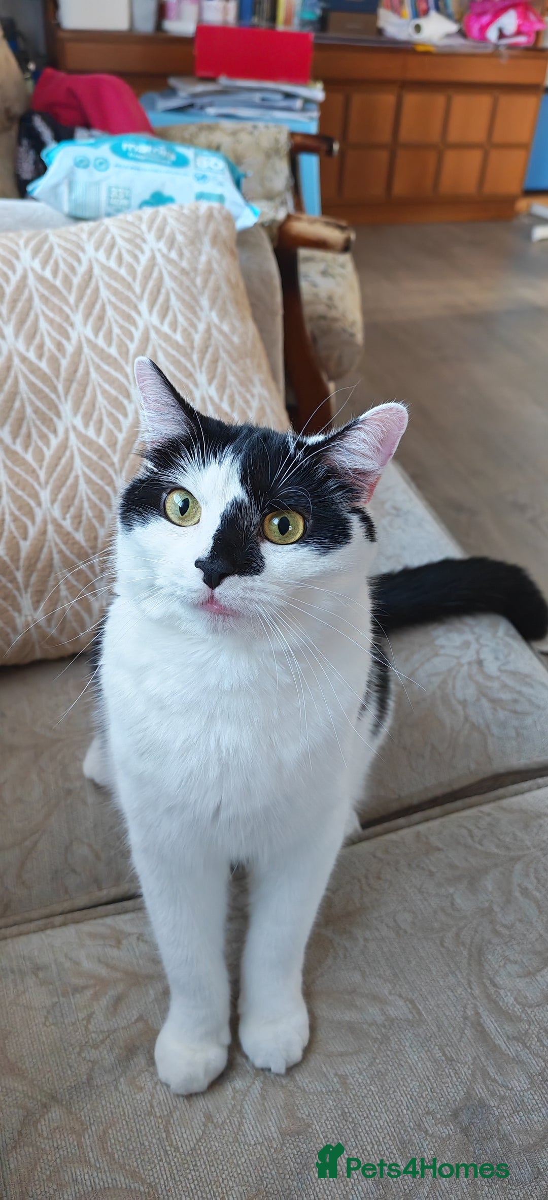 Domestic Shorthair cats for sale: Cat looking for new home - Image 10