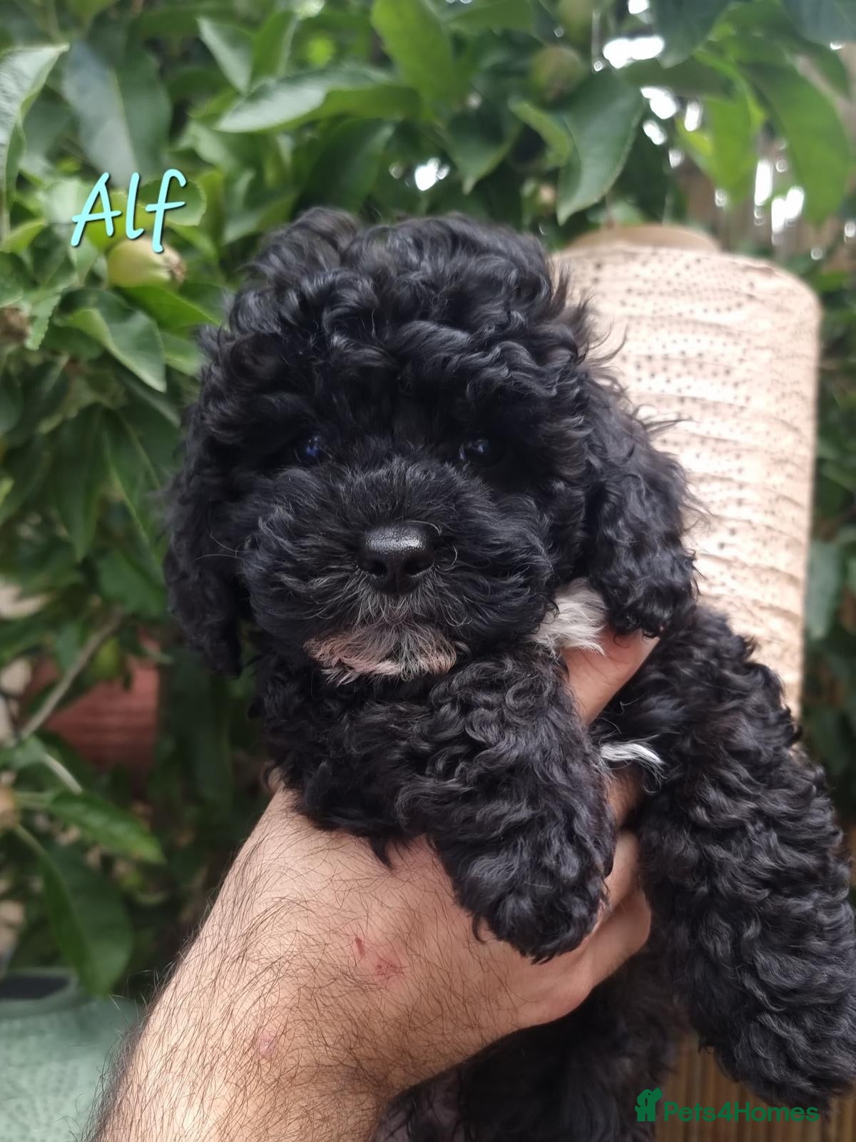 Shihpoo dogs ❤️Beautiful Shihpoo's❤️ - Advert 1