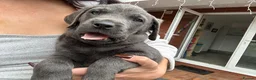 Mixed Breed dogs for sale: Labrotties - Advert 7