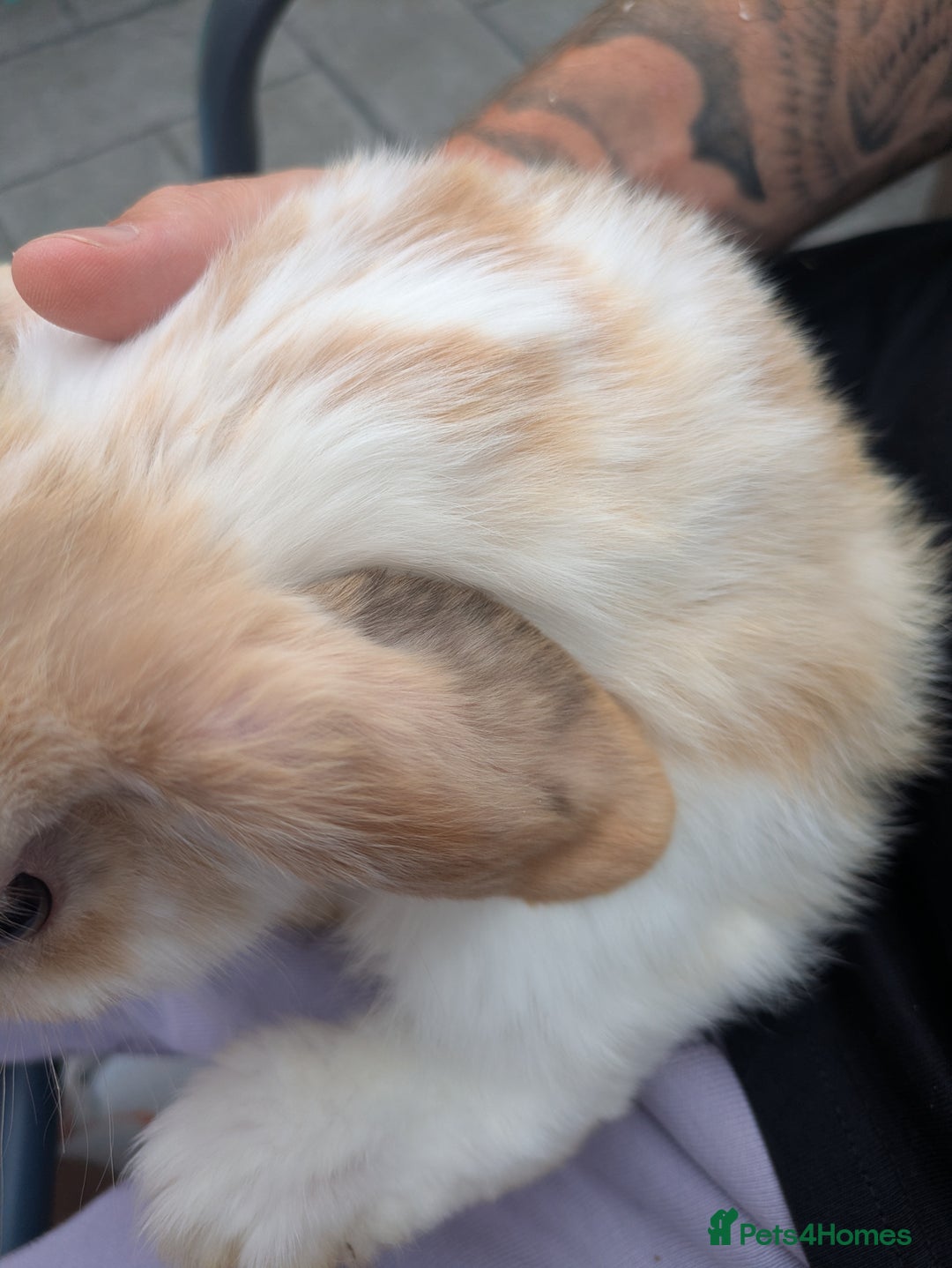 French Lop rabbits for sale: French Lop babies  - Image 2